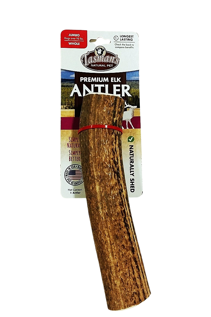 Grade A Elk Antler - Whole