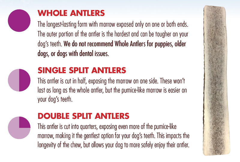 Which Antler Chart